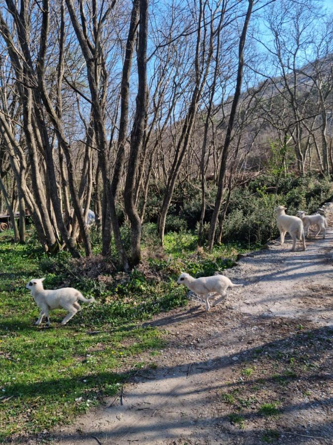 Wolf & Sheep Nature & Adventure Podgorica Esterno foto